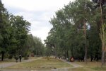 Новий скандал з Київзеленбудом: чому вирубають дерева на Лісовій
