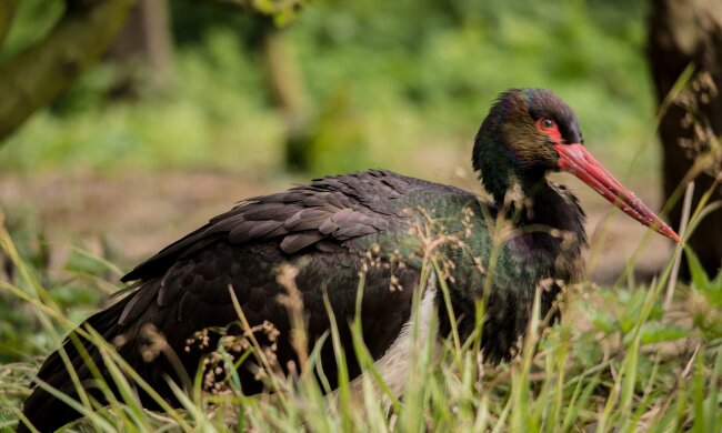 Під Києвом знайшли унікальне місце та створять новий заповідник
