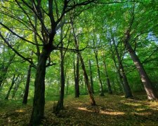 Біличанський ліс біля Пущі-Водиці в Києві можуть забудувати