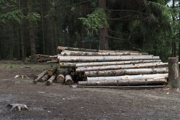 Ліс за хабар у 98 тисяч: ДБР затримало працівника лісгоспу