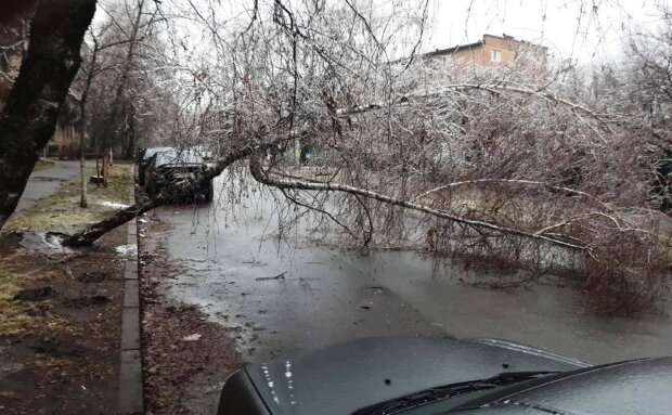 Крижаний дощ пошкодив рекордну кількість дерев у Києві