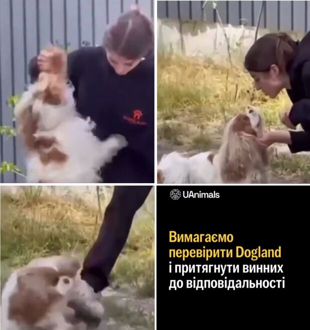 У Києві інструкторка кидала й била ногами собаку під час "уроків поведінки"