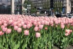 У Києві розцвіли сто тисяч голландських тюльпанів