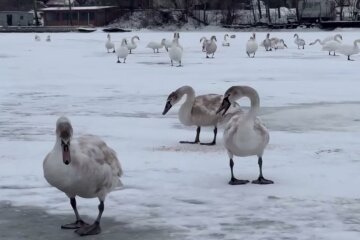 У Дарницькому районі Києва врятували велику зграю лебедів на замерзлому Дніпрі