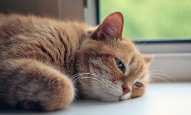 Будьте готові: до Києва прийшла спека