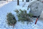 Екологічна утилізація: у столиці розпочали роботу понад 70 пунктів прийому новорічних дерев