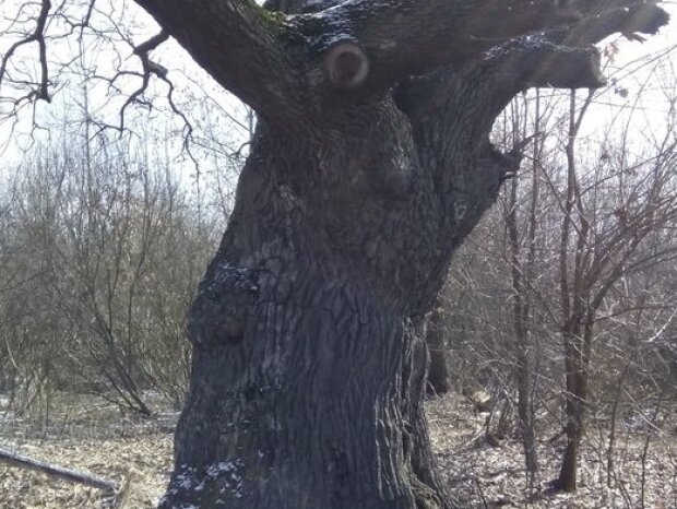 У Києві виявлений чотирьохсотрічний дуб