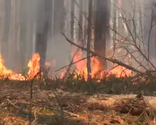 В чорнобильських лісах знов пожежа