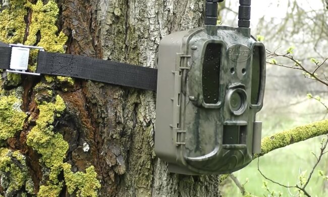У Голосіївському парку рідкісні тварини потрапили у фотопастку