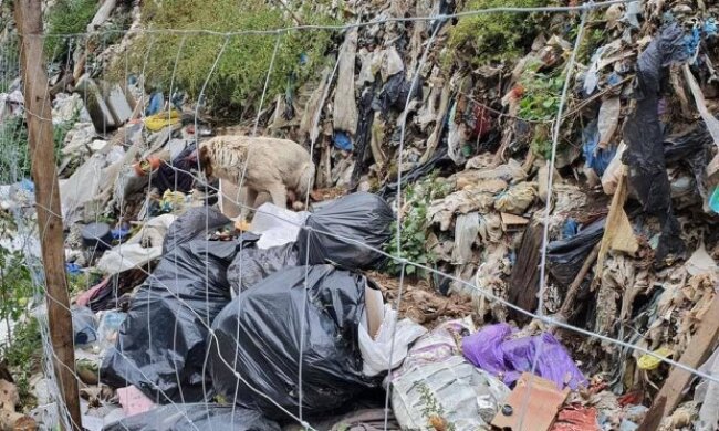 Полігон у Старих Петрівцях завдав збитків природі на 55 мільйонів гривень