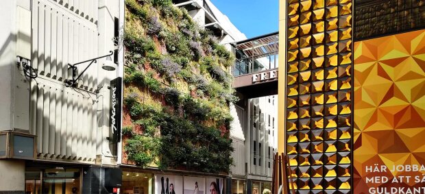 Шведи безкоштовно допоможуть створити "живі стіни" на будинках столиці