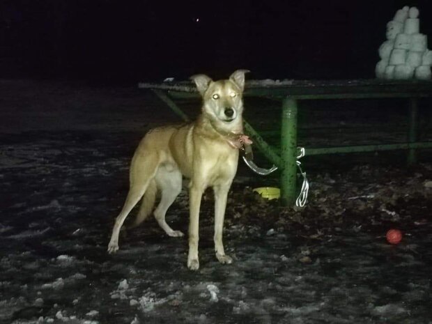 Жінка поїхала за кордон та залишила собаку прив’язаним у київському парку
