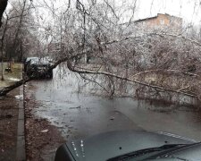 Крижаний дощ пошкодив рекордну кількість дерев у Києві