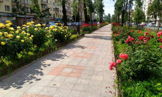 На Печерську з'явилась трояндова алея