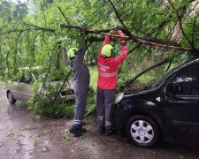 У Києві ліквідували наслідки негоди: рятувальники прибирали дерева з доріг та пошкоджених авто