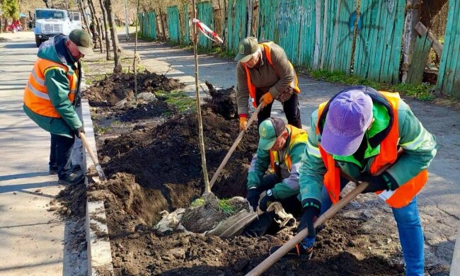 Липи замість пилу: нове озеленення Солом’янки