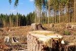 У Чорнобильській зоні вирубали понад 1000 дерев, завдавши збитків на понад ₴77 млн